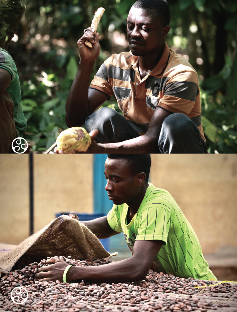 Cocoa Beans Cocoa Beans